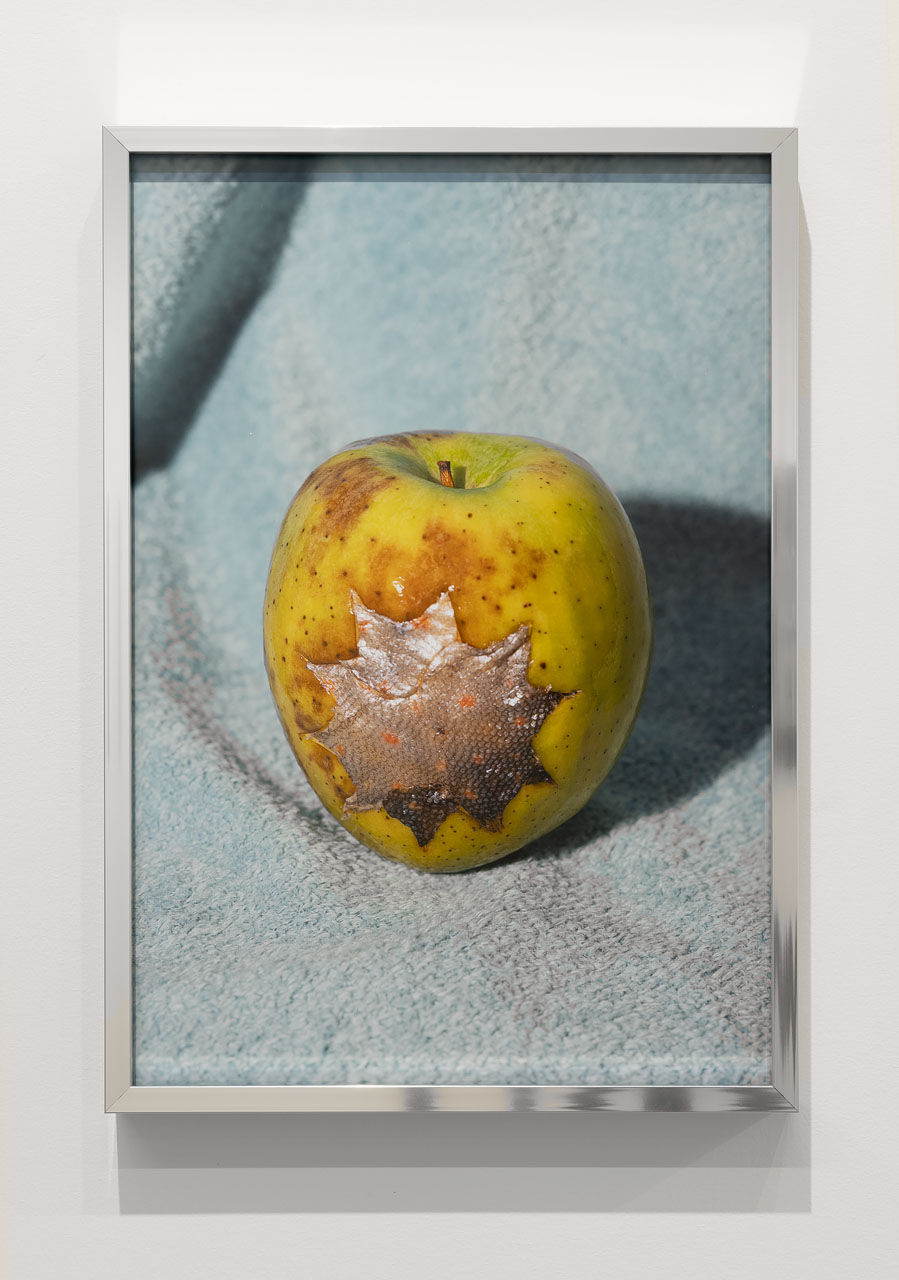 Svava Tergesen, Granny Smith, Arctic Char, 2022, Archival pigment print, 11 x 15.75” Edition of 5, Ed 3, 4, 5 Available