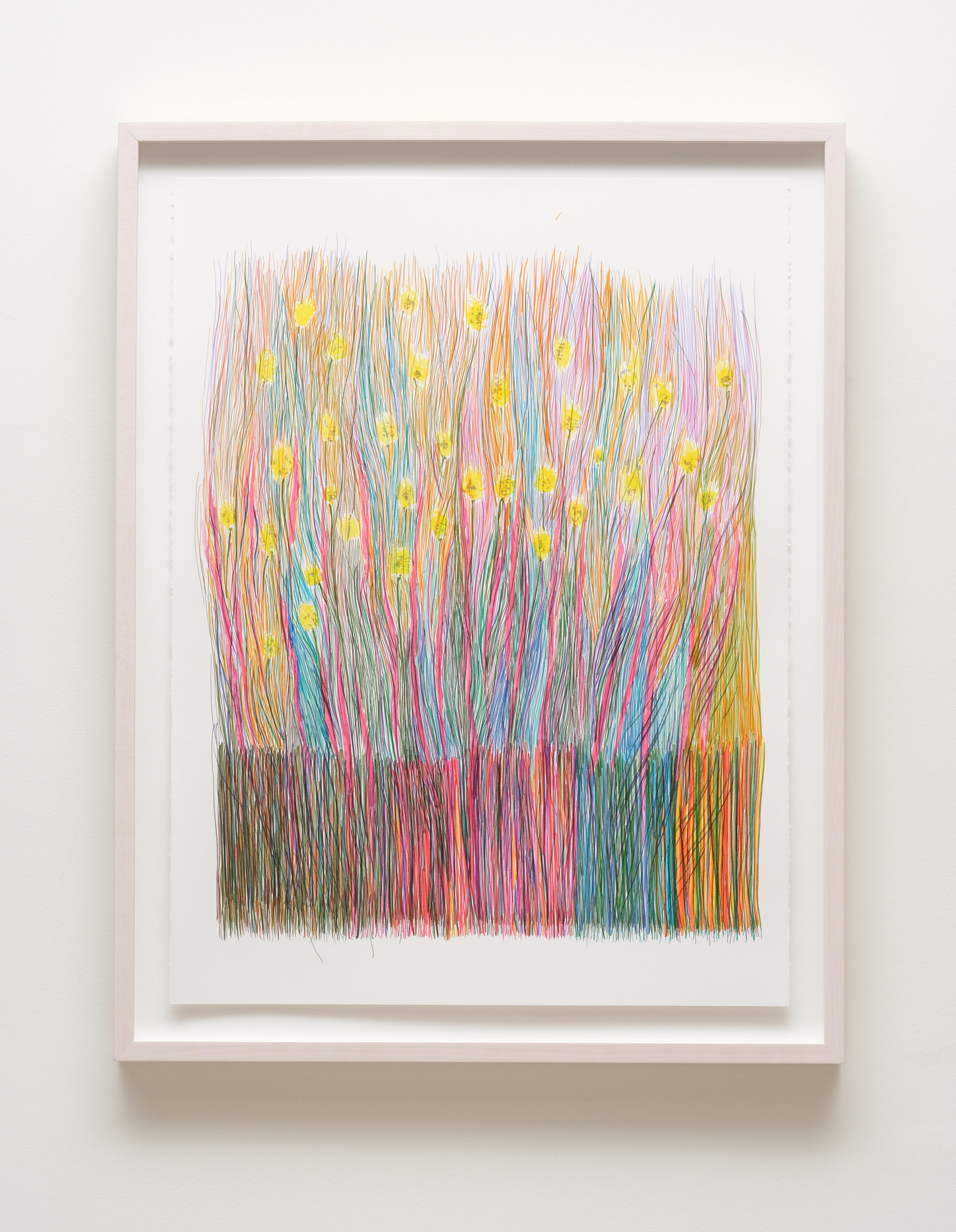 Diviners Grasses
