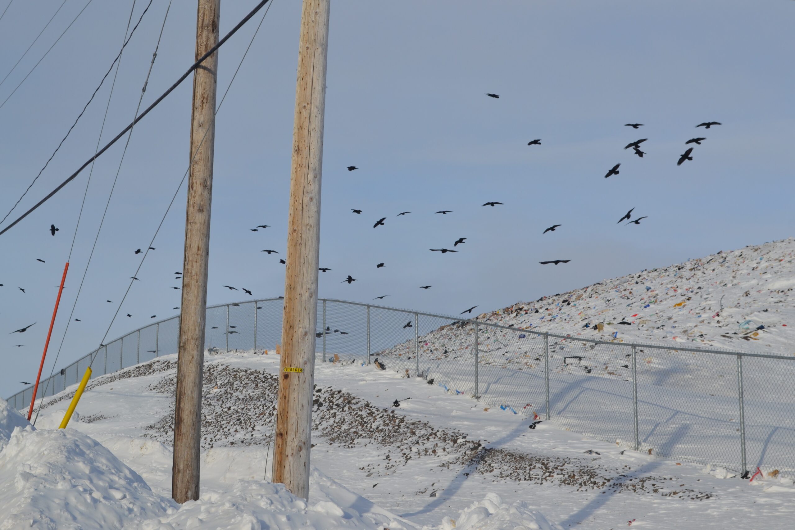 Iqaluit Dump